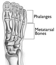 Bones in the Foot